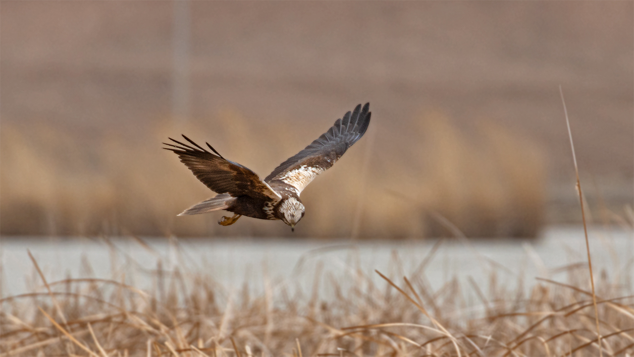 Eurasian Marsh-Harrier